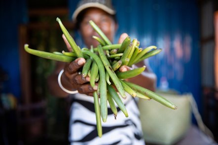 馬達加斯加風災重創香草豆園，收成恐腰斬。（路透）