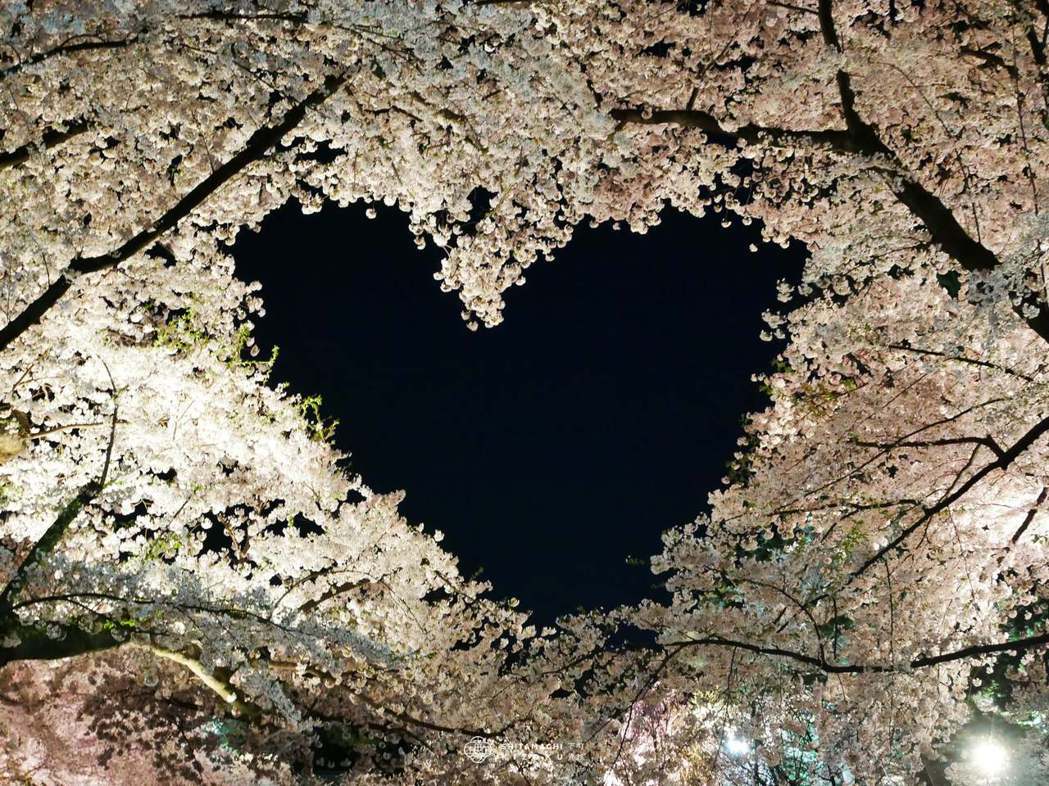 弘前公園近年人氣高漲的拍照點「愛心櫻花」，為自然形成、非人為安排，當初也是橋場尋...