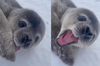 科學家錄下海豹寶寶「說話賣萌」 軟綿綿叫聲古錐度破表！網笑：吃到辣的小男孩