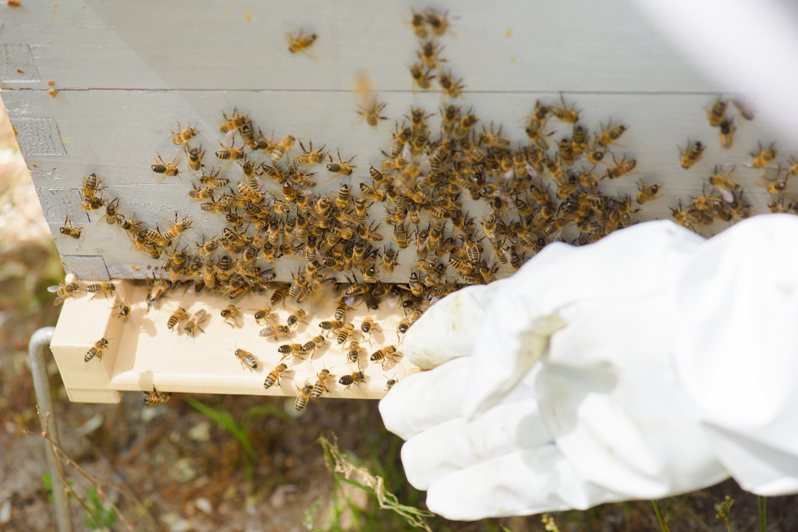 苗栗縣整體蜂蜜產量不及往年的2成左右，苗栗縣政府除透過立委陳情爭取中央將養蜂災損納入天然災害救助辦法，今年度蜂蜜評鑑也被迫喊停。示意圖／ingimage