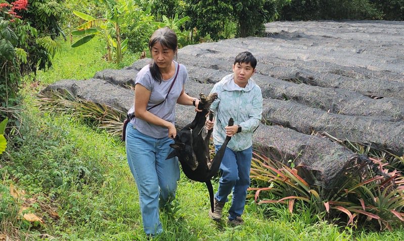 高雄捕獸鋏及山豬吊遍布山林，不僅導致浪犬慘死，救援人員也差點受傷。圖／台灣動物緊急救援小組提供