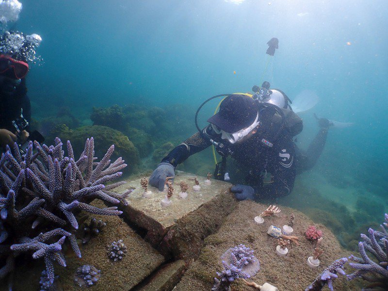 澎湖杭湾护渔林及珊瑚复育里海愿景计划将复育8,000株珊瑚。纬颖／提供