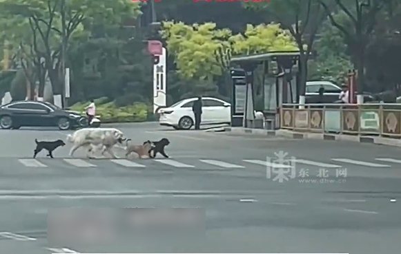有多名網友連續多日在馬路上看到「狗狗界F4」，三隻小狗跟在一隻大白熊犬身旁，四隻汪星人集體穿越斑馬線的畫面曝光後引起熱議。圖擷自微博