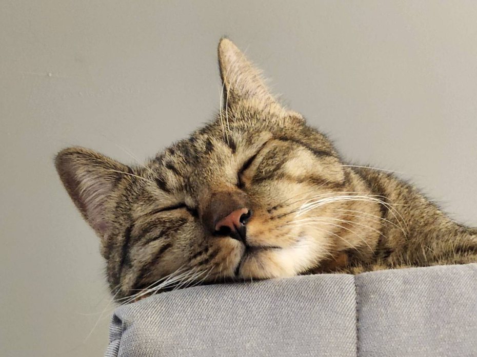 很多飼主都知道貓咪的睡姿奇形怪狀，但其實貓咪的睡姿可以反映牠當下的心情和身體狀態。圖／擷自IG atzai_網友授權提供