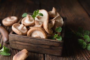 香菇每包減產100克…台日合作研發「抗熱型」菌種抗暖化 