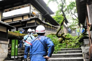 日本京都清水寺人氣景點消失了！百年櫻花樹傾倒壓傷6旬遊客