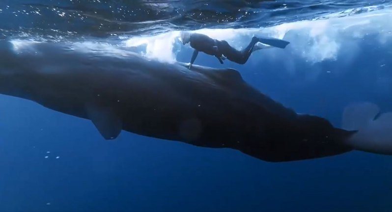 近日有民眾組團赴模里西斯共和國旅遊，拍下與抹香鯨共游及觸摸畫面。 圖／取自杜承哲醫師臉書