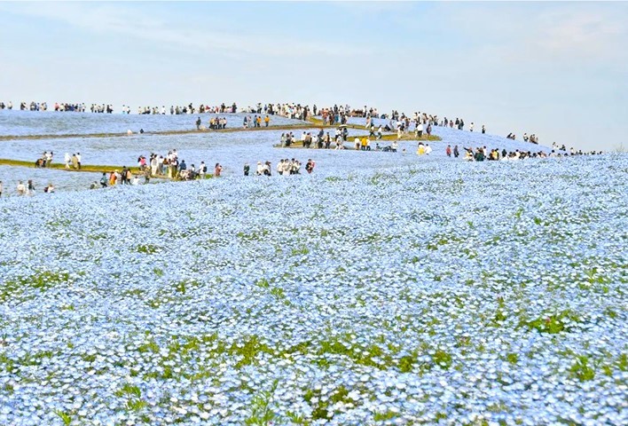 蔚藍<u>花海</u>現在正美！日本國營常陸海濱公園粉蝶花滿開中