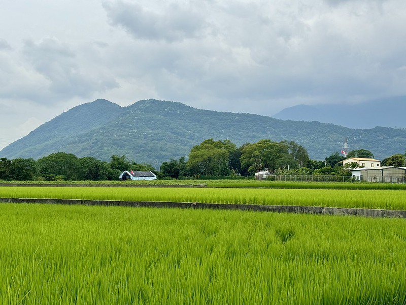 🔺紫錐菊花田旁的稻田景觀。
