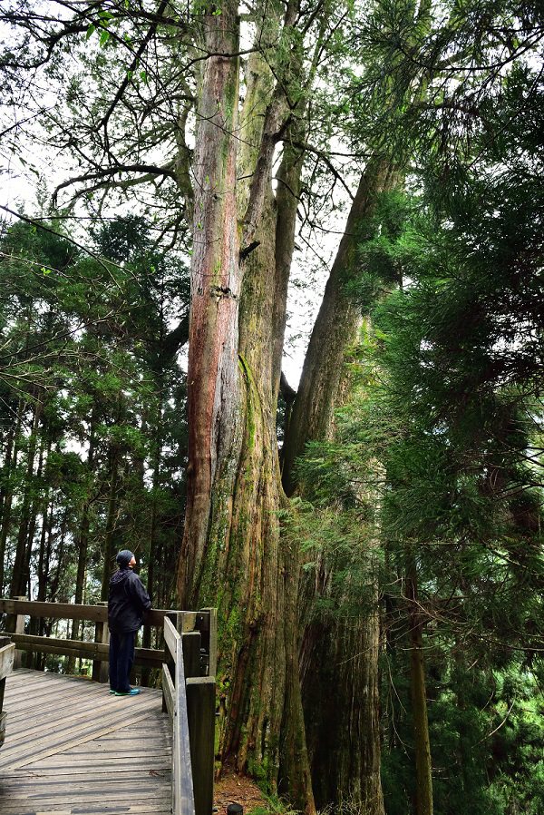 位于桧山巨木群步道约2.8公里处的5棵红桧巨木，极具观赏价值。图／林业保育署新竹分署提供