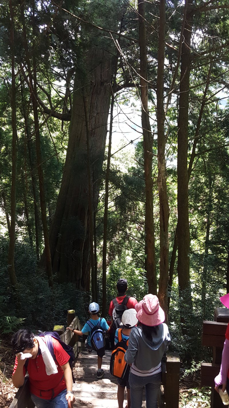 觀霧森林遊樂區是許多遊客喜愛的登山健行路線，檜山巨木群步道全長4公里，是探訪觀霧森木區的重點路線，且沿途有多棵巨木，吸引遊客及親子人潮。聯合報資料照片