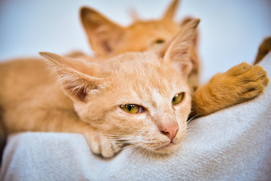 貓咪的下巴分佈有分泌費洛蒙的腺體，所以牠們也常把下巴靠在自己的床、毯子或喜歡的墊子上，以氣味標示自己的地盤。 ingimage示意圖