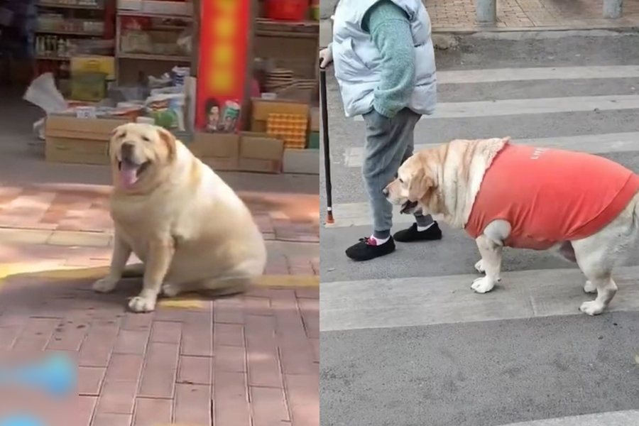 網友在路上看見一隻「狗頭豬身獸」，實際上是一隻吃得太胖的拉布拉多。圖擷自微博