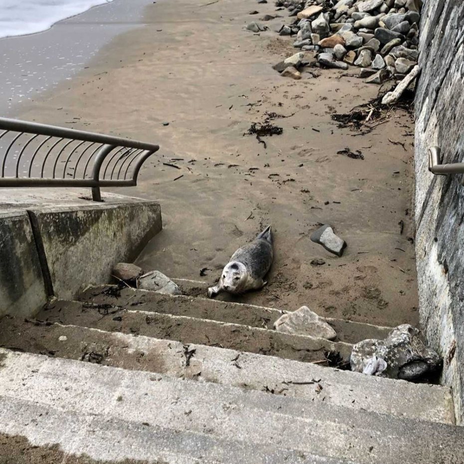 一隻受傷的灰海豹在海邊緩慢爬行，被熱心民眾發現後及時送醫接受治療。圖擷自臉書Seal Rescue Ireland 