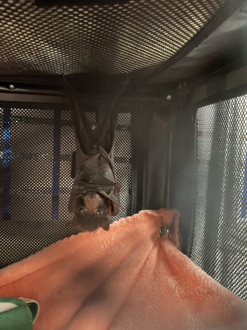 被救援的台湾狐蝠是只小公蝠，推测约2周大。图／林保署花莲分署提供