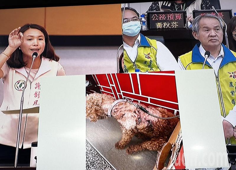台南市議員謝舒凡（左）在議會質詢農業局，指上月底在北門區有家犬遭到遊蕩犬圍攻，傷痕累累縫了好多針。記者吳淑玲／攝影