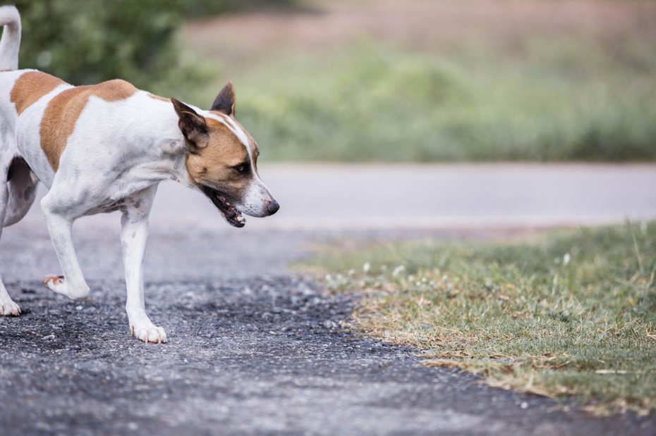 有些狗狗在路邊會趁主人不注意把石頭咬一咬吃下肚，不禁讓飼主擔憂：是不是在家沒吃飽？ ingimage示意圖