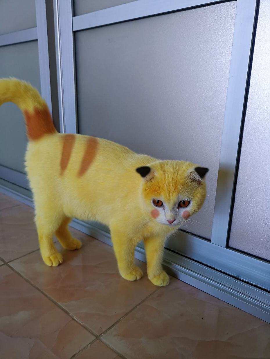 一隻原本毛色全身雪白的白貓竟然變成渾身螢光黃的貓咪，像極了知名動漫《寶可夢》中的皮卡丘，不少網友質疑是飼主惡意給貓咪染色，氣得大罵虐貓。 (圖/取自臉書)