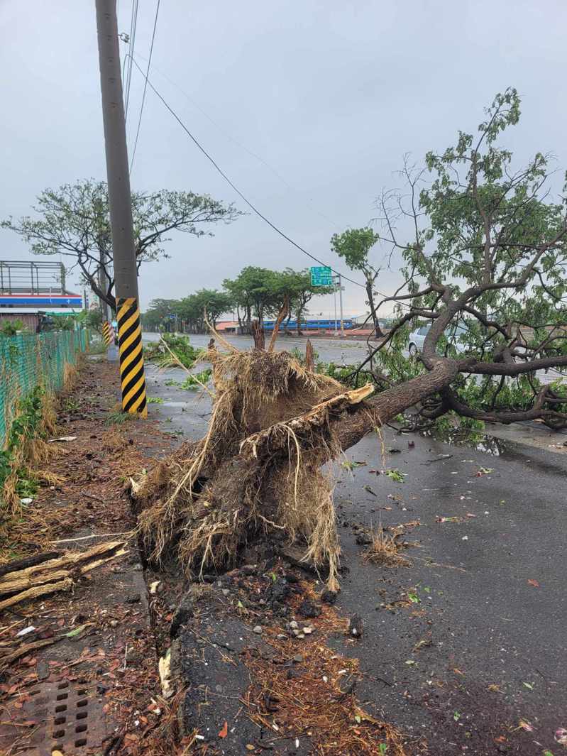 高雄茄萣区有路树因清晨的风雨而倒塌，树干压在电杆的线路，造成电线垂拖。图／刘宗霖提供