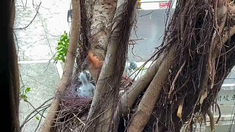 苗栗市公所大榕樹上黑冠麻鷺一家人度過昨天大雨後，今天沒有大礙。圖／民眾提供