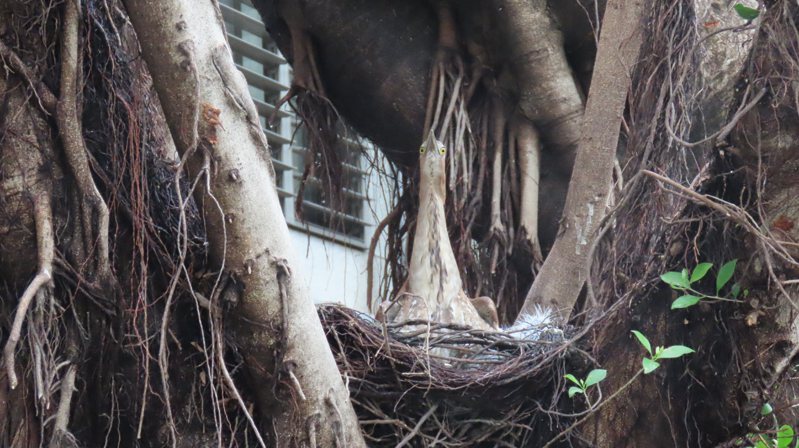 苗栗市公所大榕树上黑冠麻鹭一家人度过昨天大雨后，今天没有大碍。记者范荣达／摄影