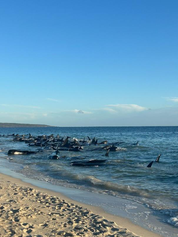 澳洲西澳省（Western Australia）西南部海灘傳出大規模鯨魚擱淺事件，有多達150頭領航鯨受困沙灘，其中26頭已死亡。取自X