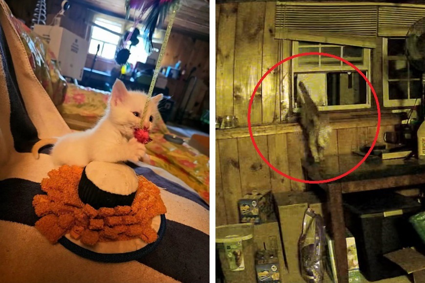一名女子發現自己家裡地下室莫名出現陌生的小奶貓，過去從來都沒看過，調了監視器才發現一隻公貓竟然擔任送貨員，將這隻小貓託付給自己，女子想都沒想便把父子檔都收編了。 (圖/取自影片)