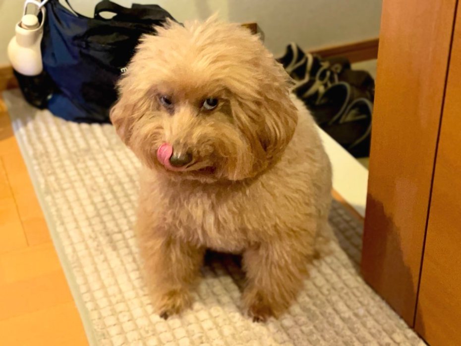 一隻玩具貴賓犬被帶去壽醫院打預防針，回家後露出一臉不爽的表情。圖擷自X@mori_menkoi