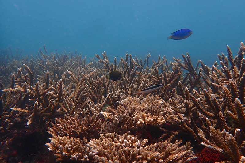 珊瑚农场拥有丰富的生态环境。图／台海大提供