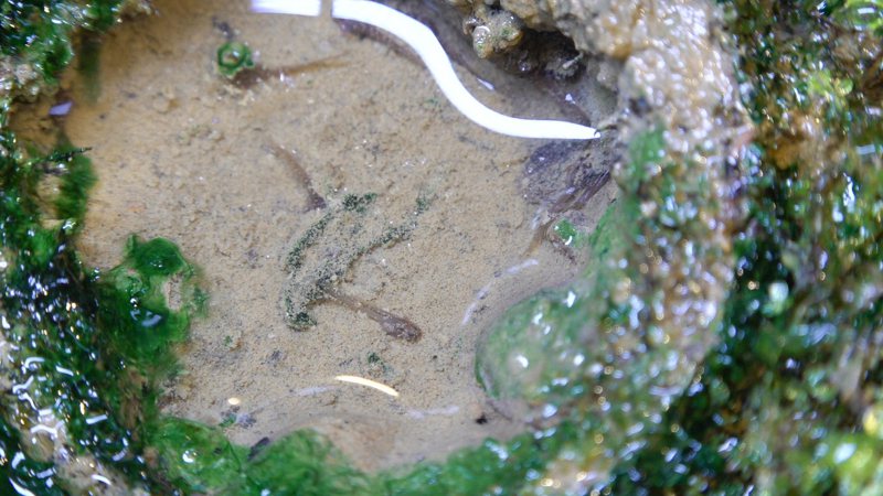 竖琴蛙为了繁殖挖的泥窝，泥窝中可窥见蛙卵。图／台北市立动物园提供