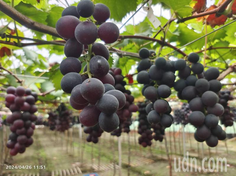 时值彰化县早春葡萄产季，去年9月间催芽的葡萄经150天生长已完全转色。记者简慧珍／摄影