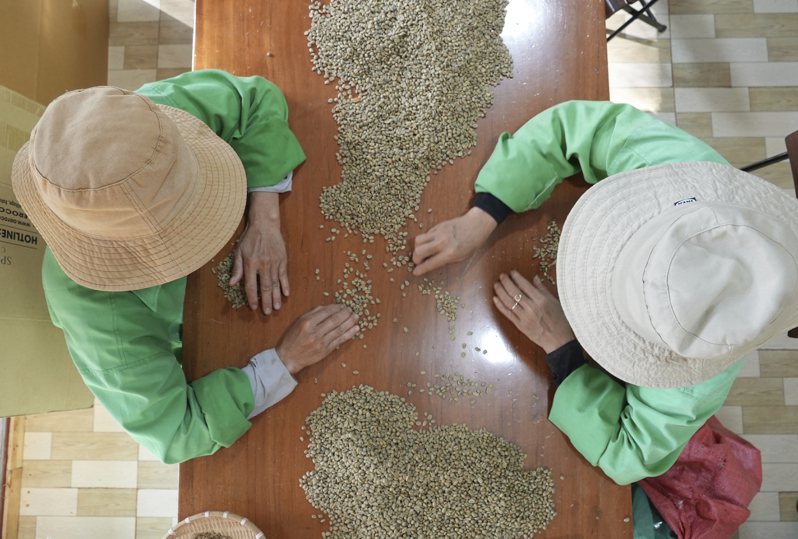 越南咖啡豆收成不佳、農場囤貨造成供應吃緊，價格料將持續上漲。圖為越南多樂省咖啡工廠。美聯社
