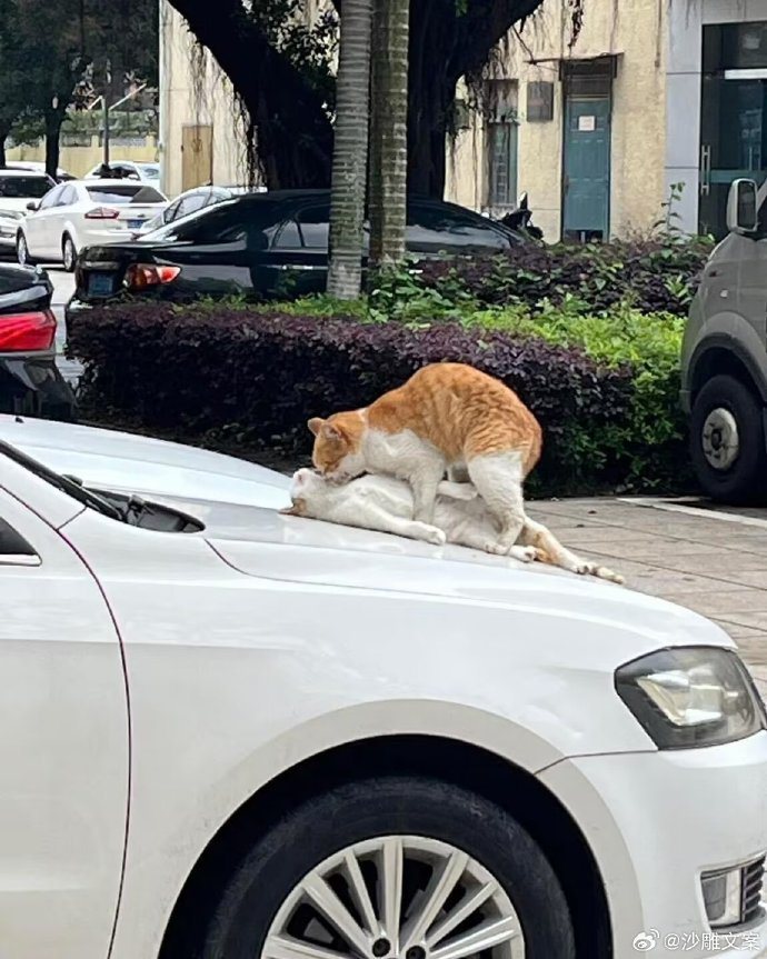 有民眾路過停車場，發現引擎蓋上有兩隻貓咪，互動相當親密。圖擷自微博