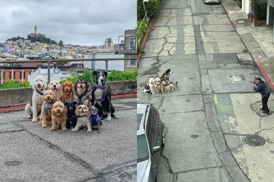 美國舊金山有一位遛狗達人，可以讓10隻狗狗全都排好隊形拍照，照片曝光讓網友不敢置信。圖擷自微博