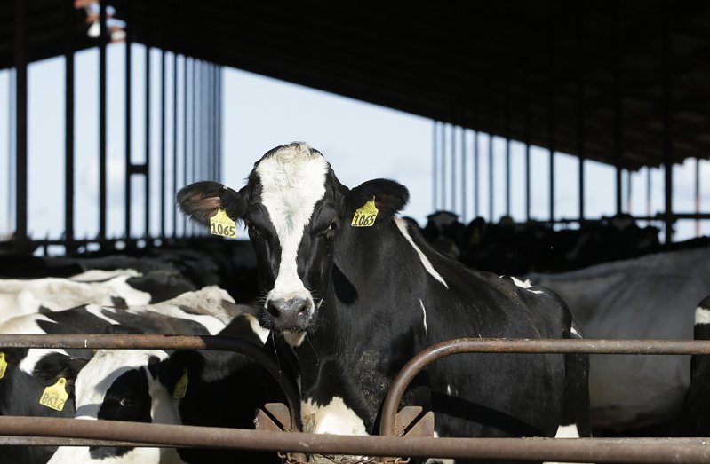 美國科羅拉多州成為第9個通報有乳牛群感染禽流感的州。美聯社