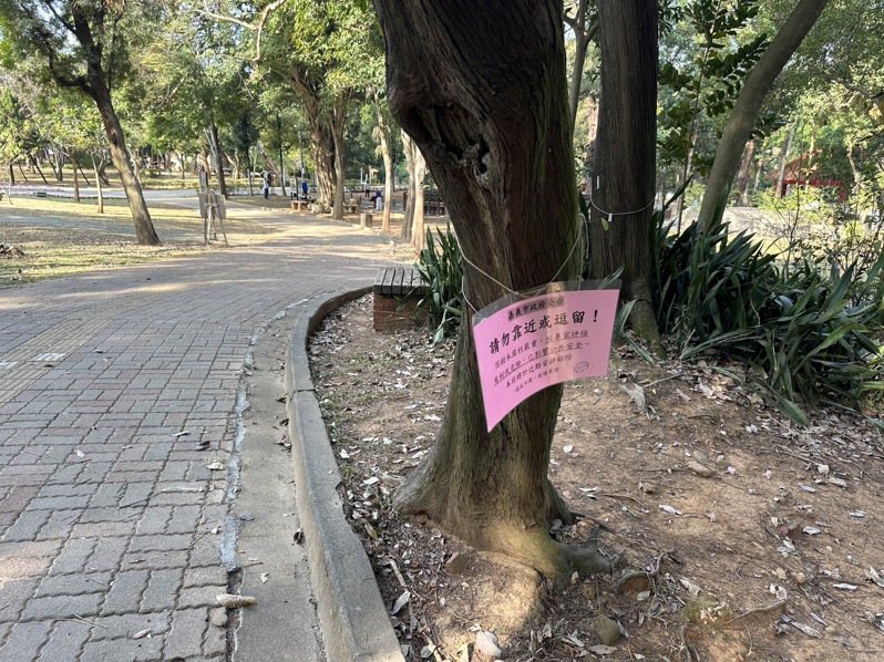 嘉義公園在樹上掛告示牌公告防治褐根病。記者魯永明／攝影