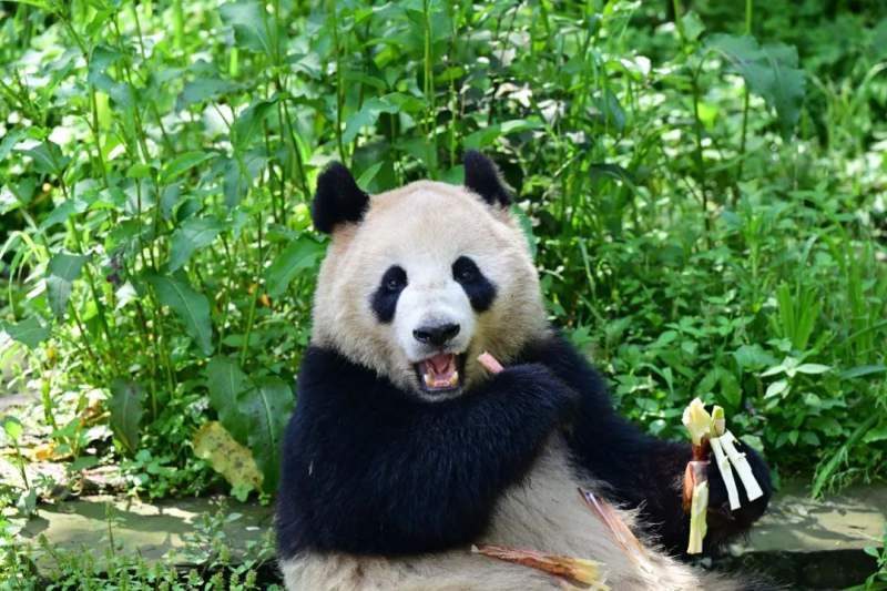 中方選定大熊貓「鑫寶」赴美國聖地牙哥動物園交流。圖取自中國大熊貓保護研究中心