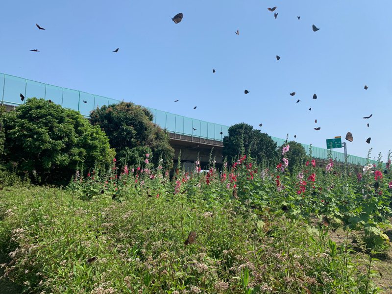 台湾紫斑蝶每年清明前北返迁徙，途经国道3号云林林内触口段，高公局为此封路让蝶，成为生态佳话。本报资料照