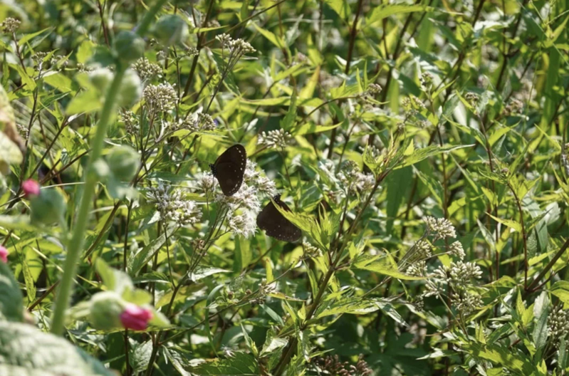 紫斑蝶每年清明節前北返遷徙會經過雲林縣林內鄉，現在雖然已過高峰期，不過5、6月在坪頂村的成功國小校園裡，仍可一睹二代留蝶翩翩飛舞的風采。記者陳苡葳／攝影