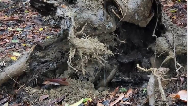 城市森林协会理事长庄杰任实地勘查后指出，现场树基部主要根系明显腐朽溃烂、树头空洞。图／城市森林协会提供