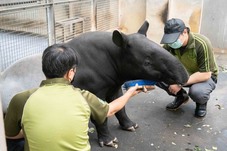 保育员用毛刷帮「貘莉」按摩，引导牠放松侧躺，以利兽医检查。图／台北市立动物园提供