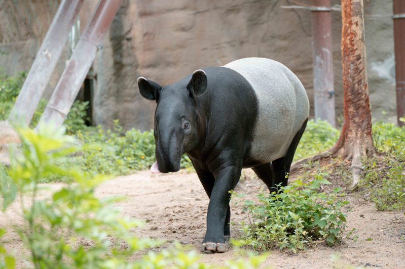 台北市立動物園第一隻成功繁殖的馬來貘「貘莉」。圖／台北市立動物園提供