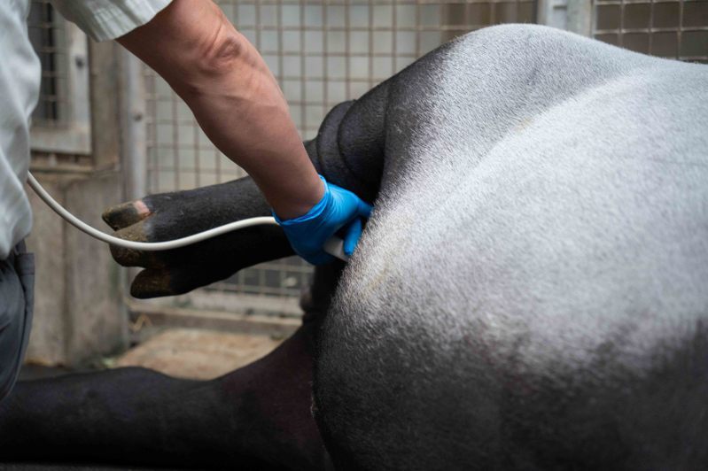 「貘莉」十分配合定期产检，将腿抬起方便兽医动作。图／台北市立动物园提供