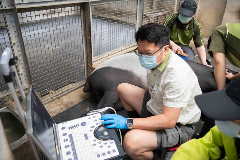 兽医帮「貘莉」做超音波检查。图／台北市立动物园提供