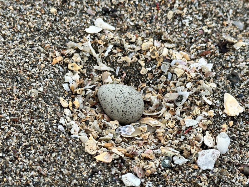 园方架缩时摄影机观察鸟爸鸟妈轮流坐巢孵蛋的可爱模样，盼能顺利产下「大宝第四代」。图／和平岛公园提供