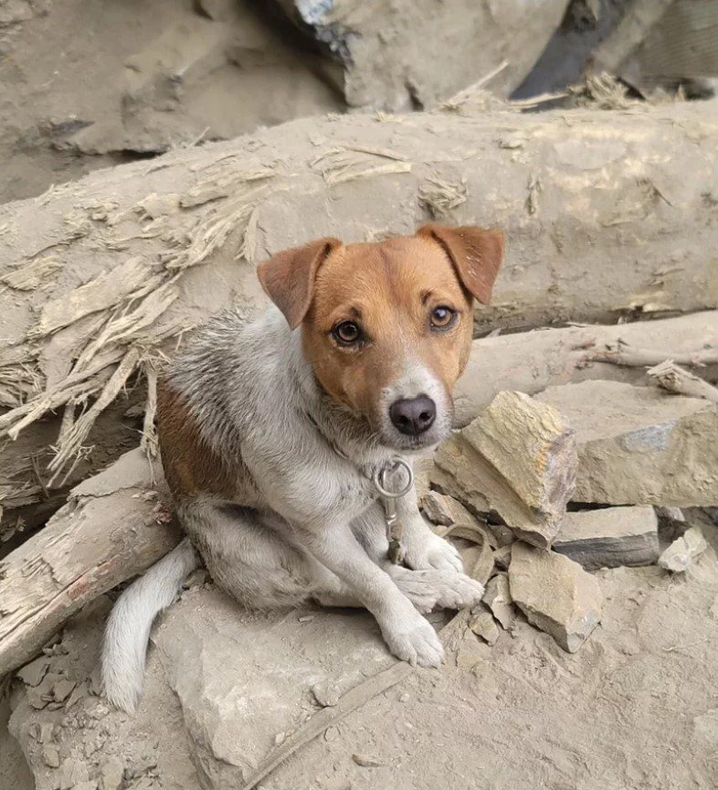 花莲县消防局搜救犬Wilson，是这次花莲地震砂卡礑搜救行动中，第一个发现巨石堆下罹难者的功臣。图／花莲县消防局提供