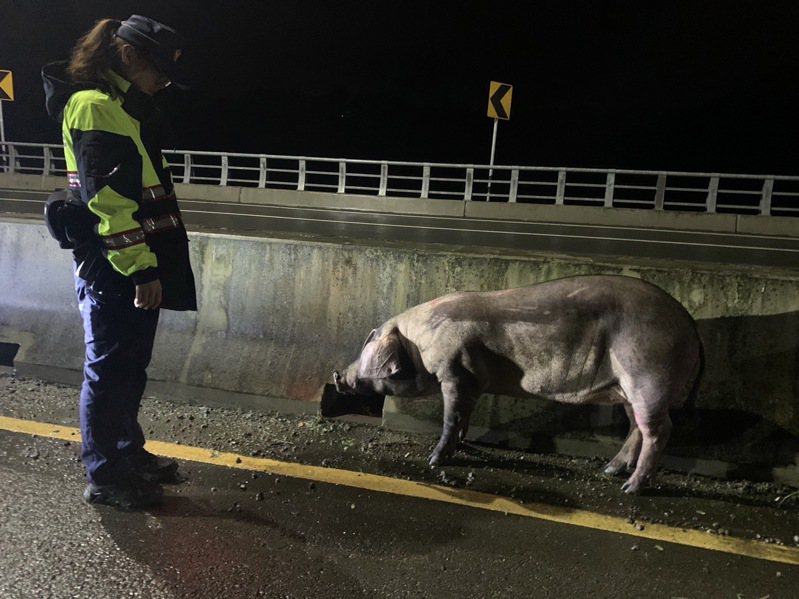 一頭毛豬深夜在苗栗北橫公路三灣路段「跳車」逃脫，員警趕往現場處理，並通知運豬車主將牠領回。圖／頭份警分局提供
