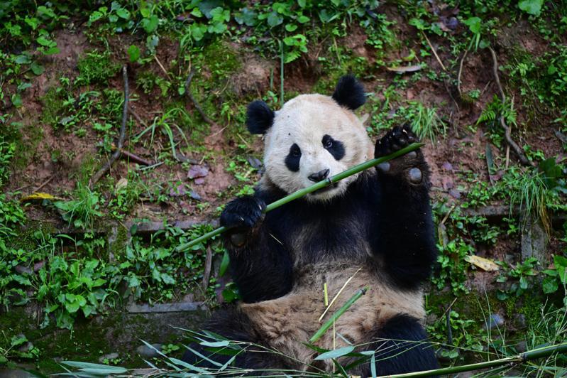 大陸選定大熊貓「雲川」（雄性），赴美國聖地牙哥動物園交流。圖／取自中國大熊貓保護研究中心