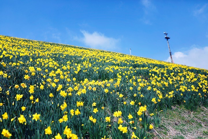關西最大規模！30萬球水仙花綻放在琵琶湖 Valley！