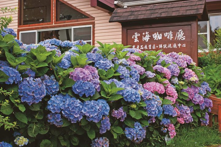 《好客竹縣》<u>賞花</u>攻略出刊！全台海拔最高紫色繡球花 5月即將盛開